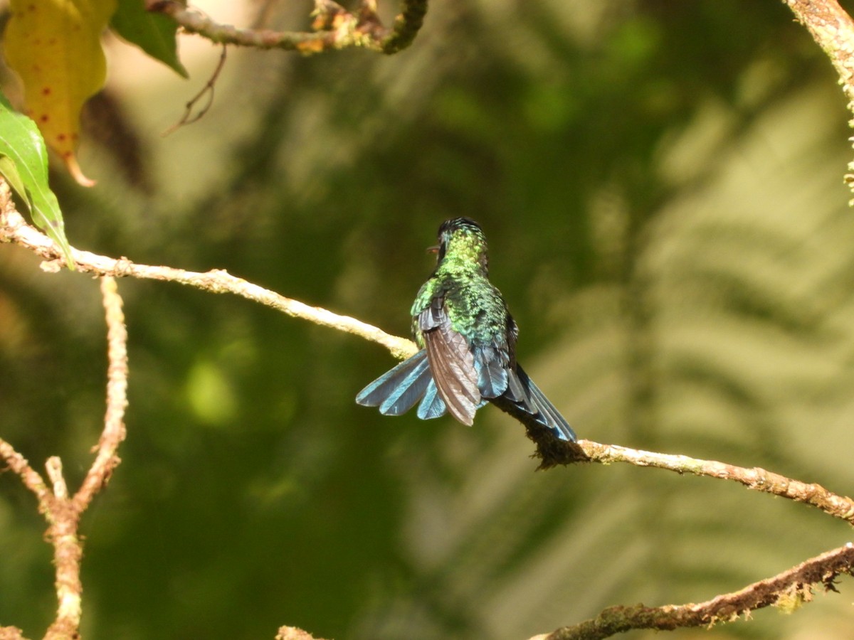 Blue-headed Hummingbird - ML542948501