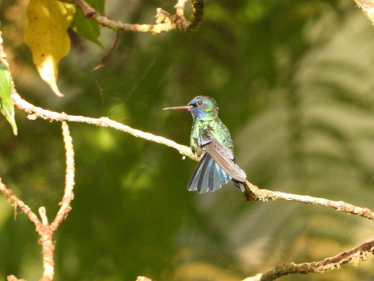 Blue-headed Hummingbird - ML542948521