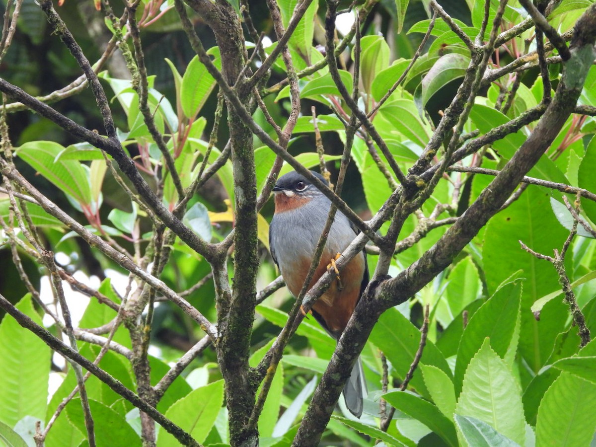Rufous-throated Solitaire - ML542948611