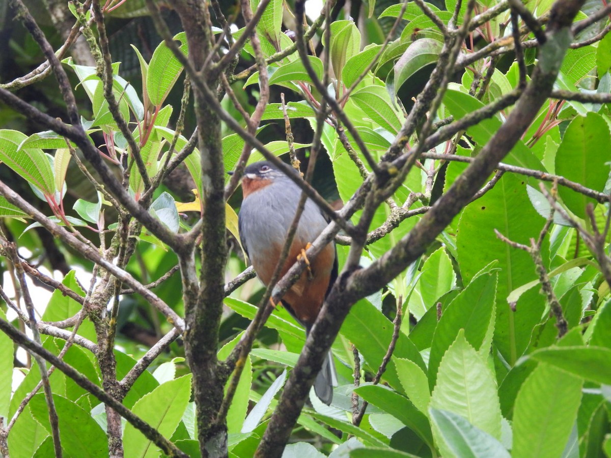 Rufous-throated Solitaire - ML542948621