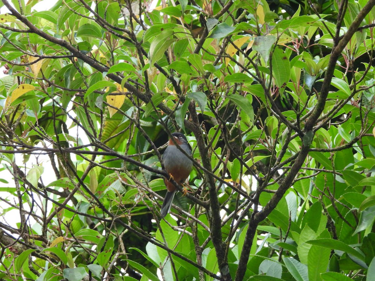 Rufous-throated Solitaire - ML542948631