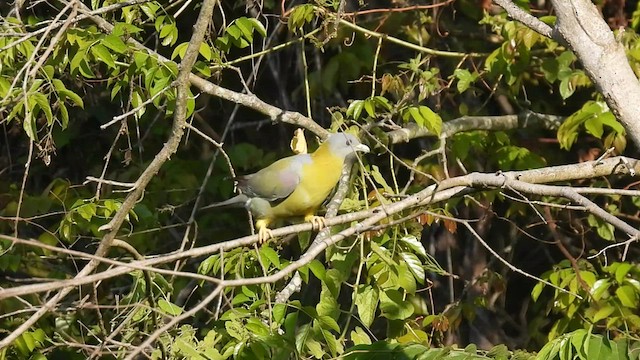 Yellow-footed Green-Pigeon - ML542952691