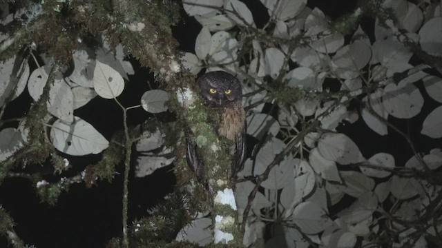White-throated Screech-Owl - ML542953491