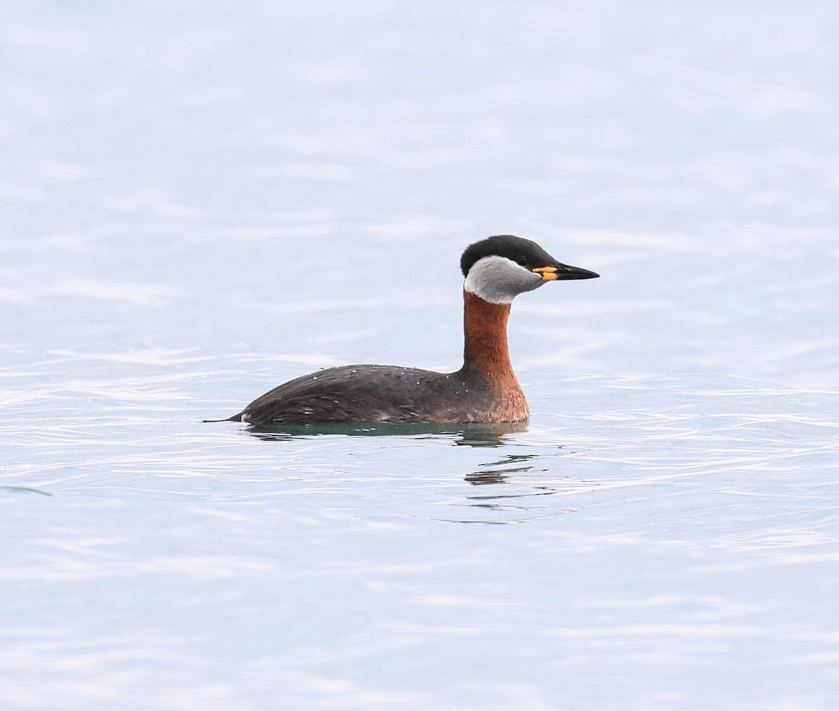 Red-necked Grebe - ML542956671