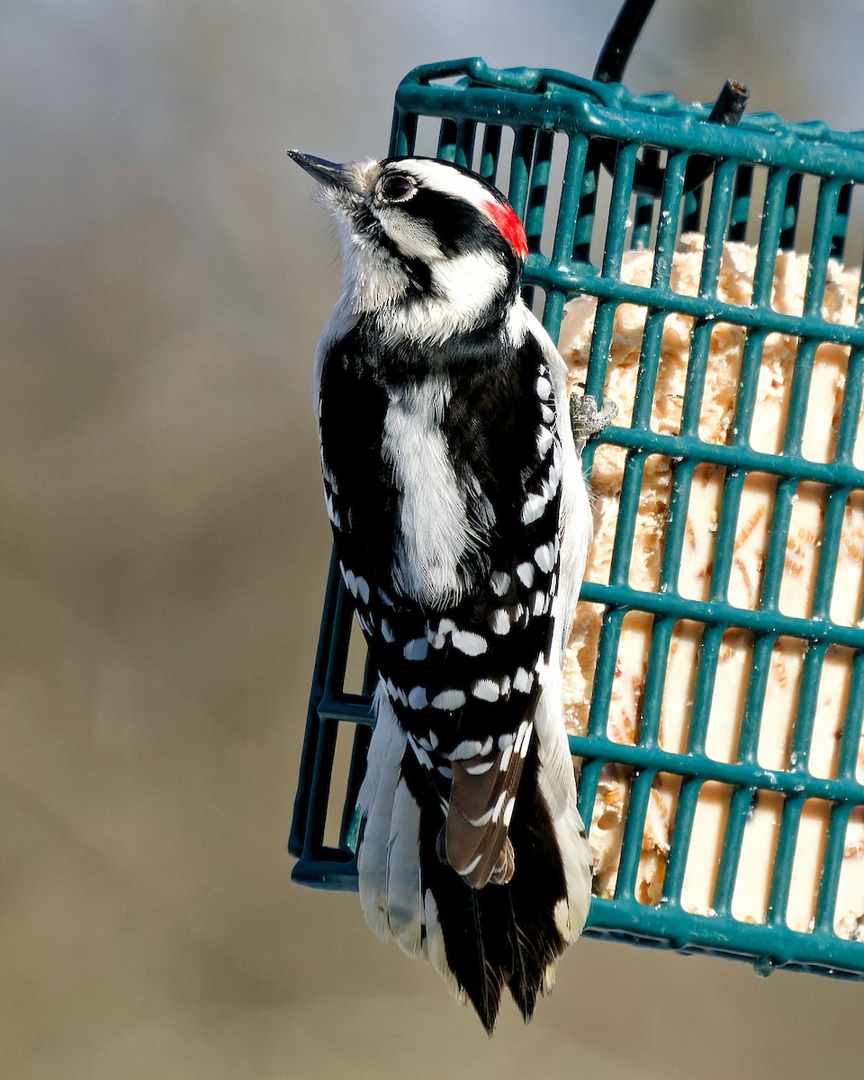 Downy Woodpecker - ML542957061