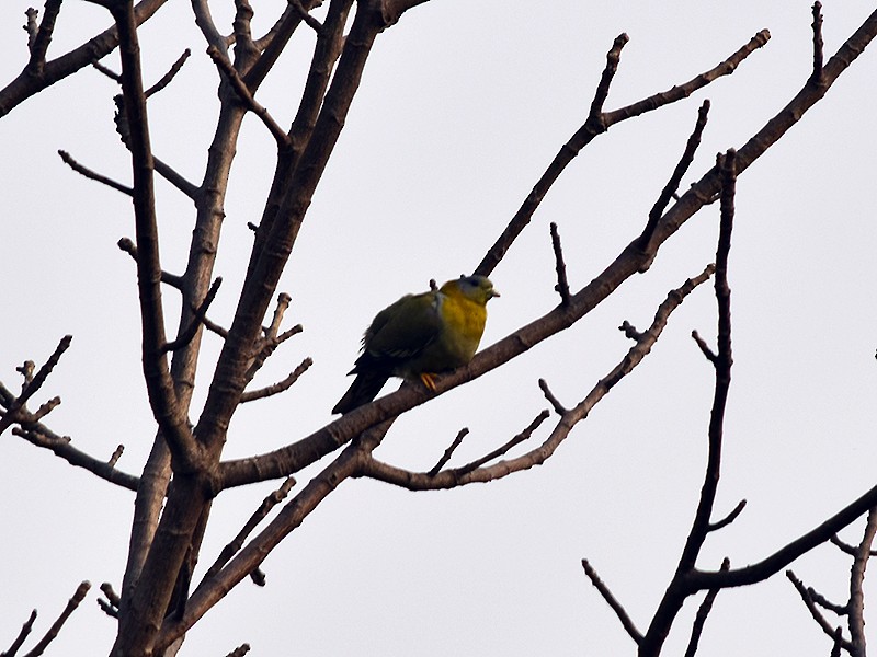 Yellow-footed Green-Pigeon - Sudipta Nandy