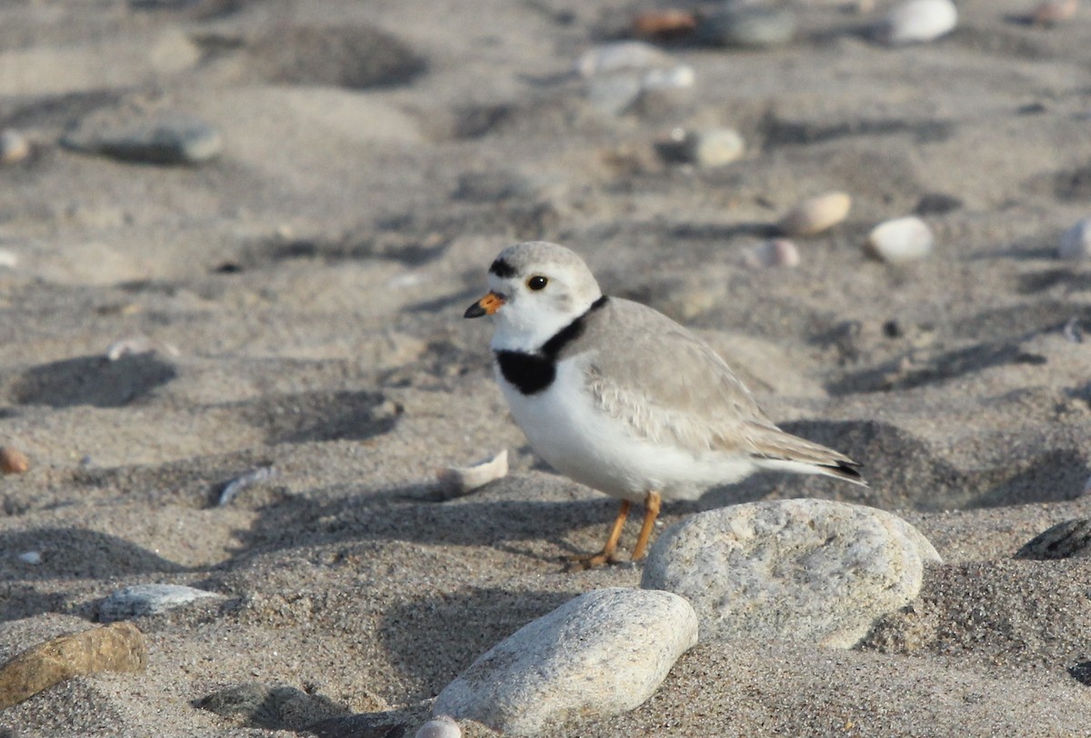 Piping Plover - Dylan Pedro