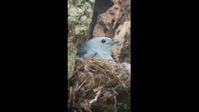 Blue-gray Tanager - ML542969541