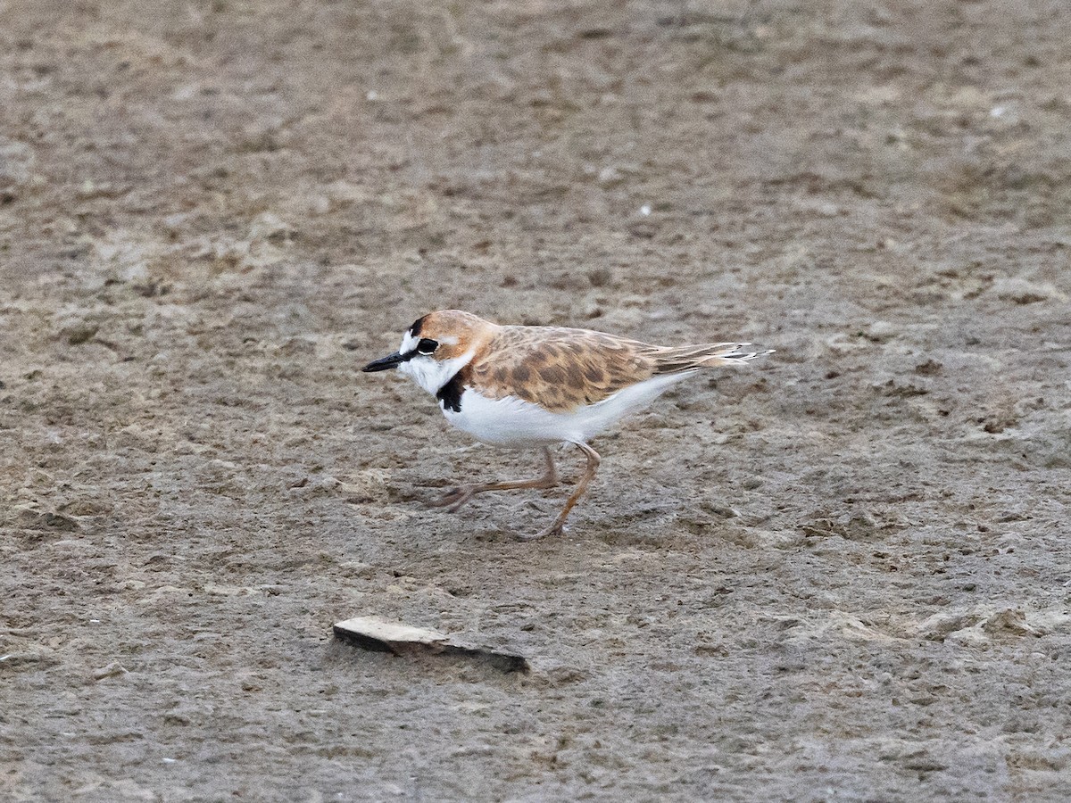 Collared Plover - ML542972851