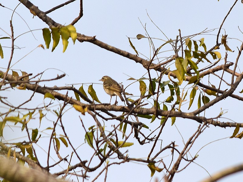 Olive-backed Pipit - ML542972901