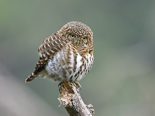  - Collared Owlet