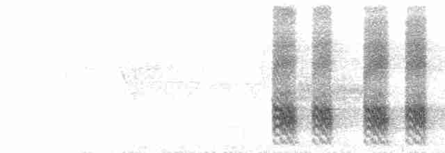  - Kashmir Nutcracker