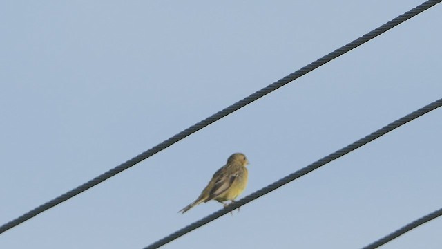 Red-headed Bunting - ML542979171