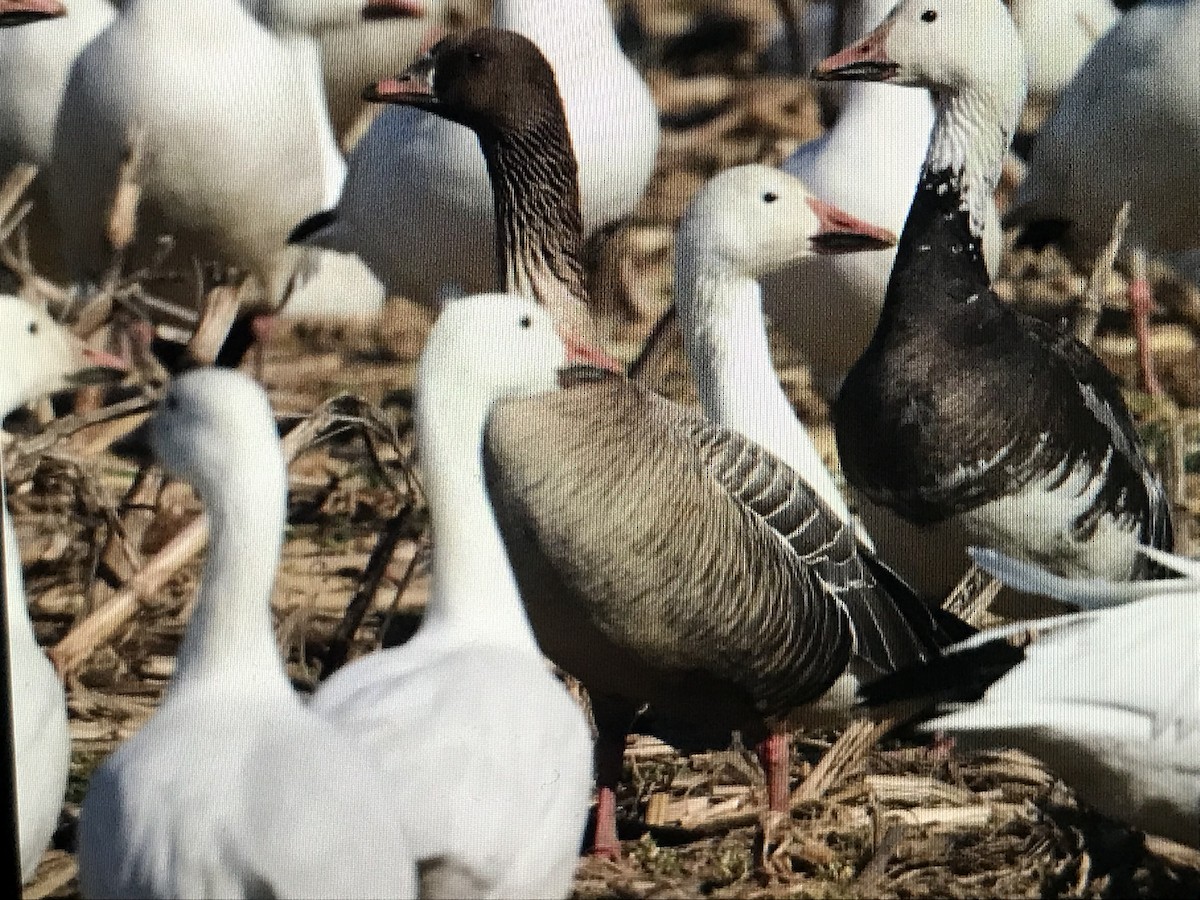 Pink-footed Goose - Jason Horn