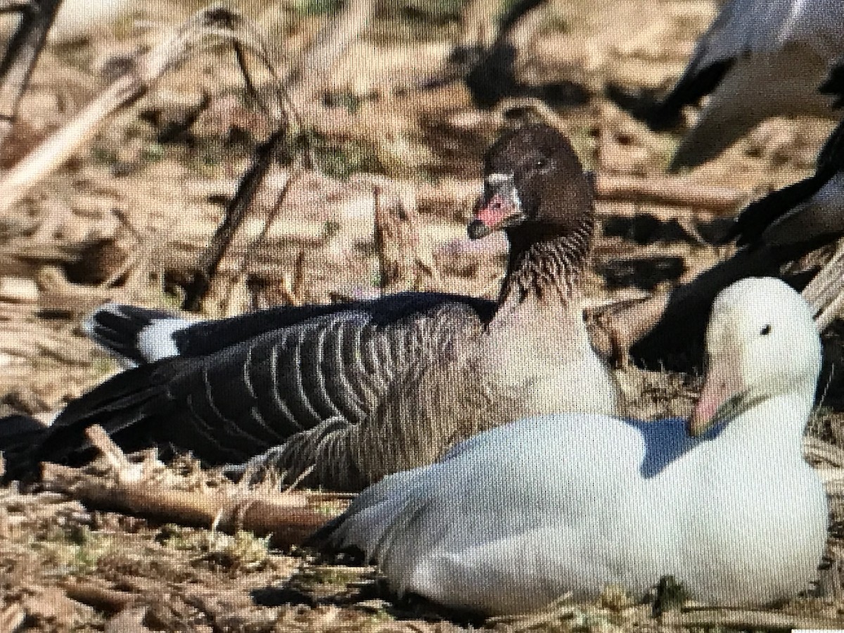 Pink-footed Goose - ML542979591