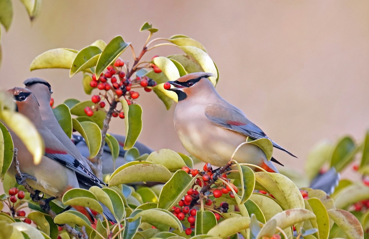 Japanese Waxwing - ML542979941