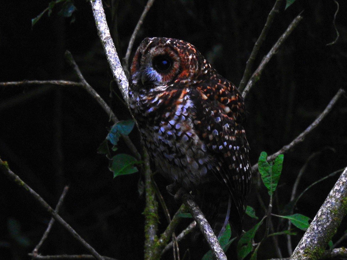Rufous-banded Owl - ML542981981
