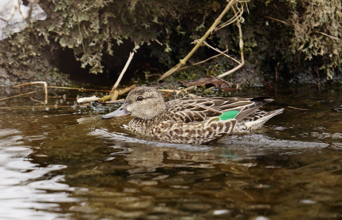 Green-winged Teal - ML542982151