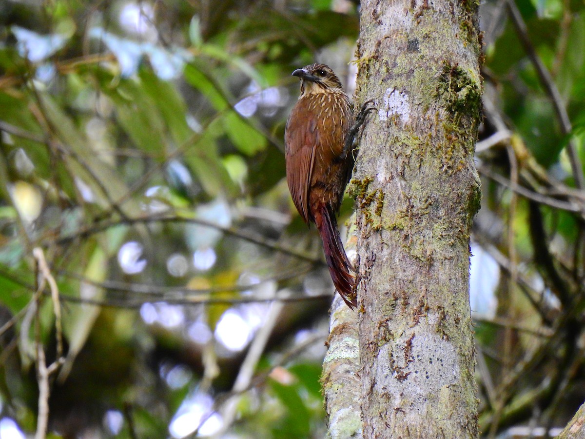Strong-billed Woodcreeper - ML542983911