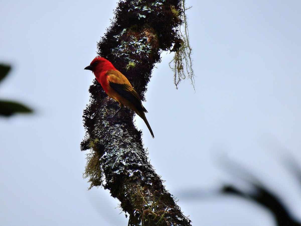 Red-hooded Tanager - ML542984561