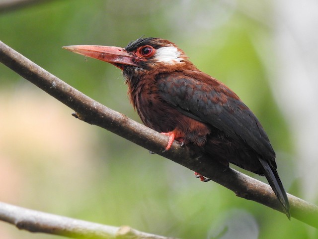 White-eared Jacamar - eBird
