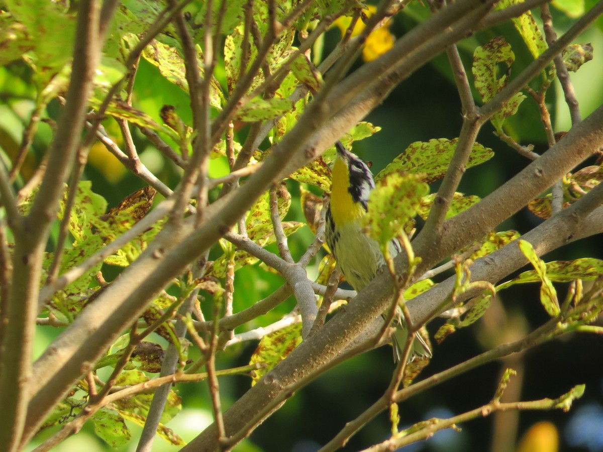 Yellow-throated Warbler - ML542987041