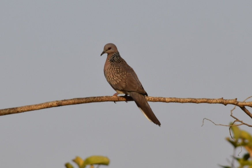 Spotted Dove - ML542987981