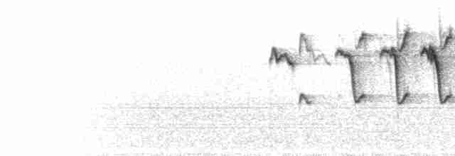  - Yellow-bellied Fairy-Fantail