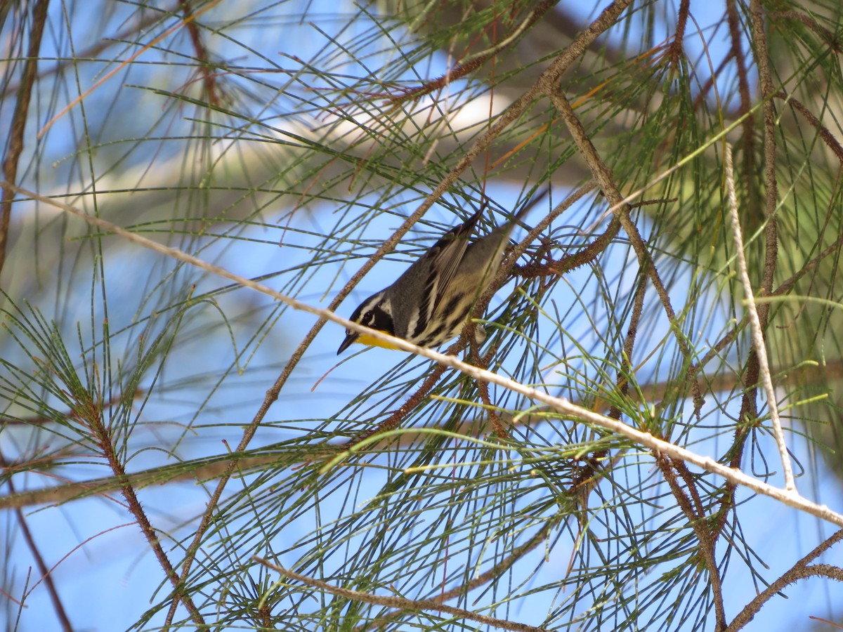 Yellow-throated Warbler - ML542991901