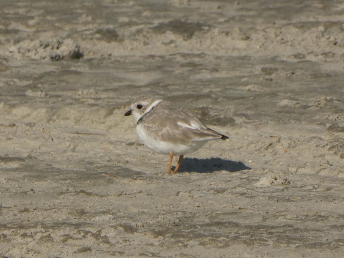Piping Plover - ML542992721