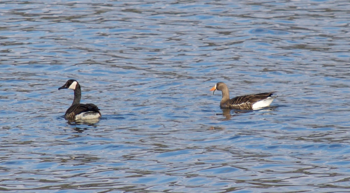 Greater White-fronted Goose - Graham Rice