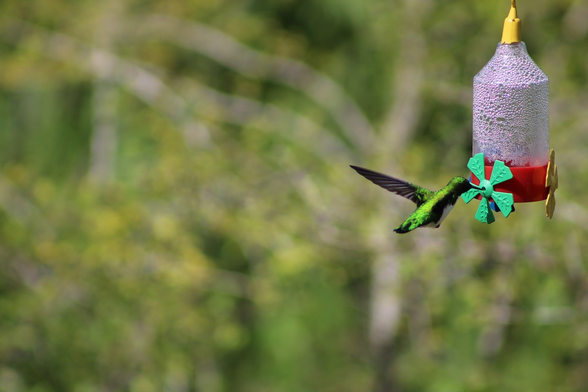 kolibřík černouchý - ML54299601