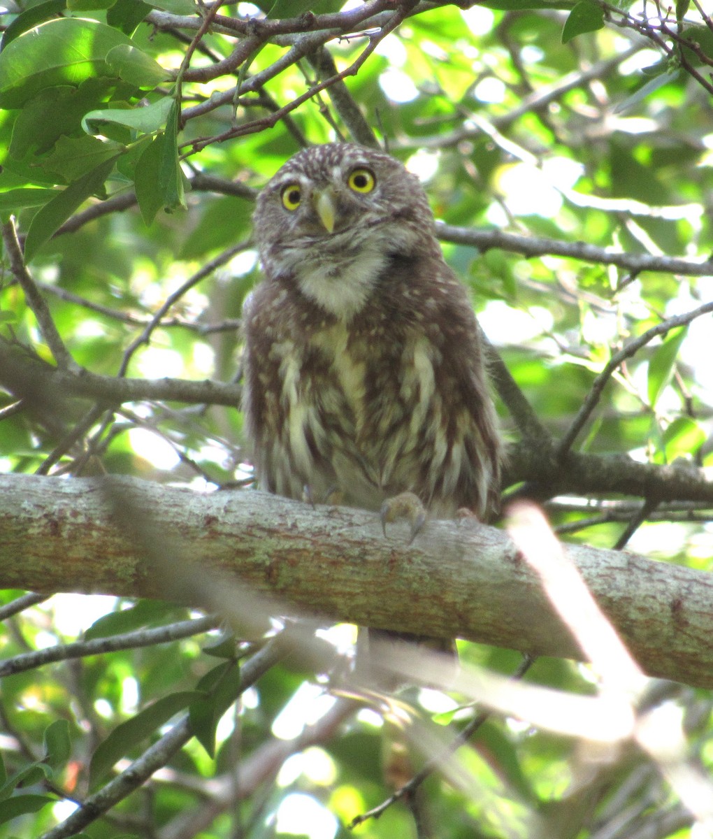 Ferruginous Pygmy-Owl - ML542997781