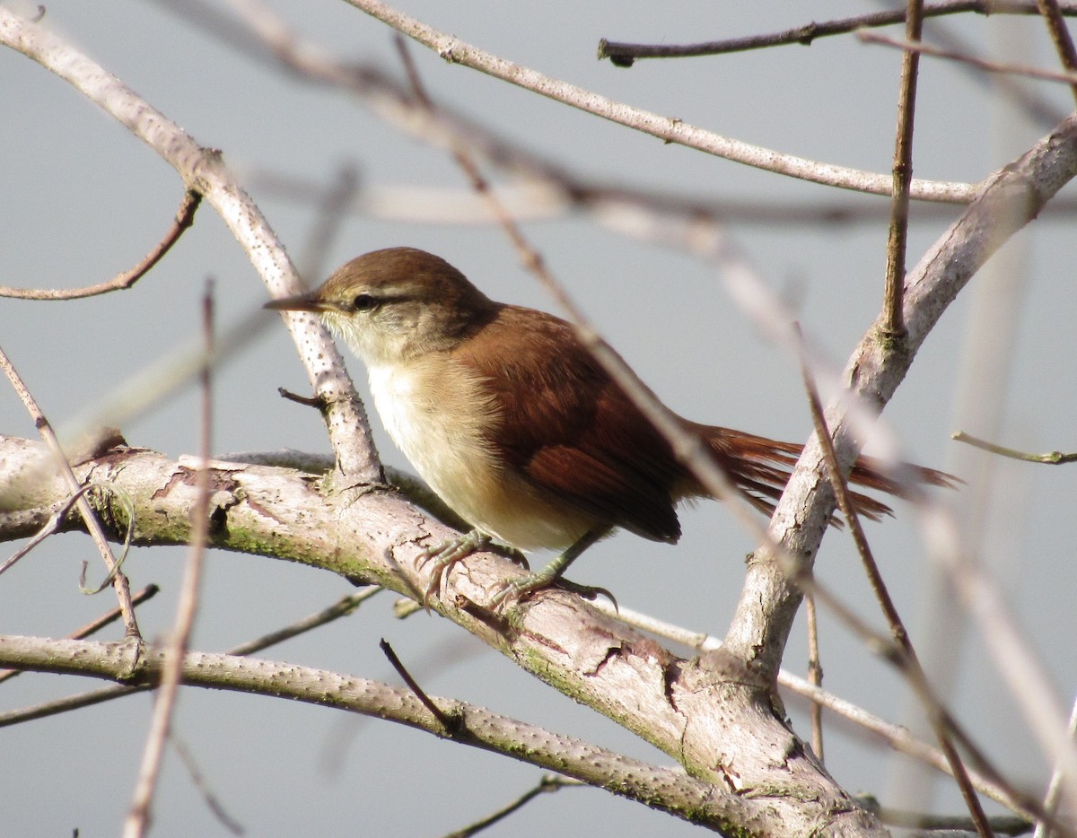 Yellow-chinned Spinetail - ML542997821