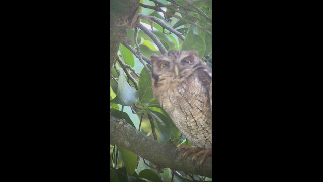 Tropical Screech-Owl - ML542997991