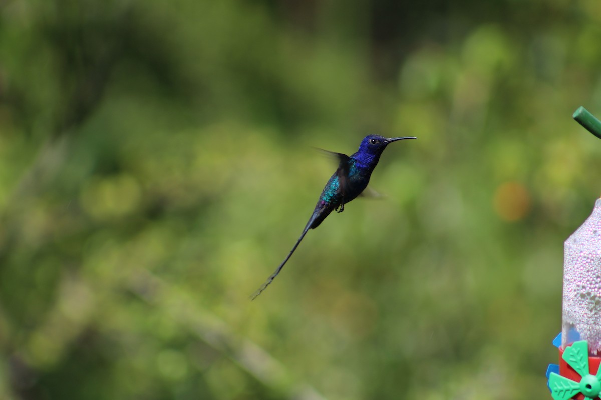 Swallow-tailed Hummingbird - ML54299931