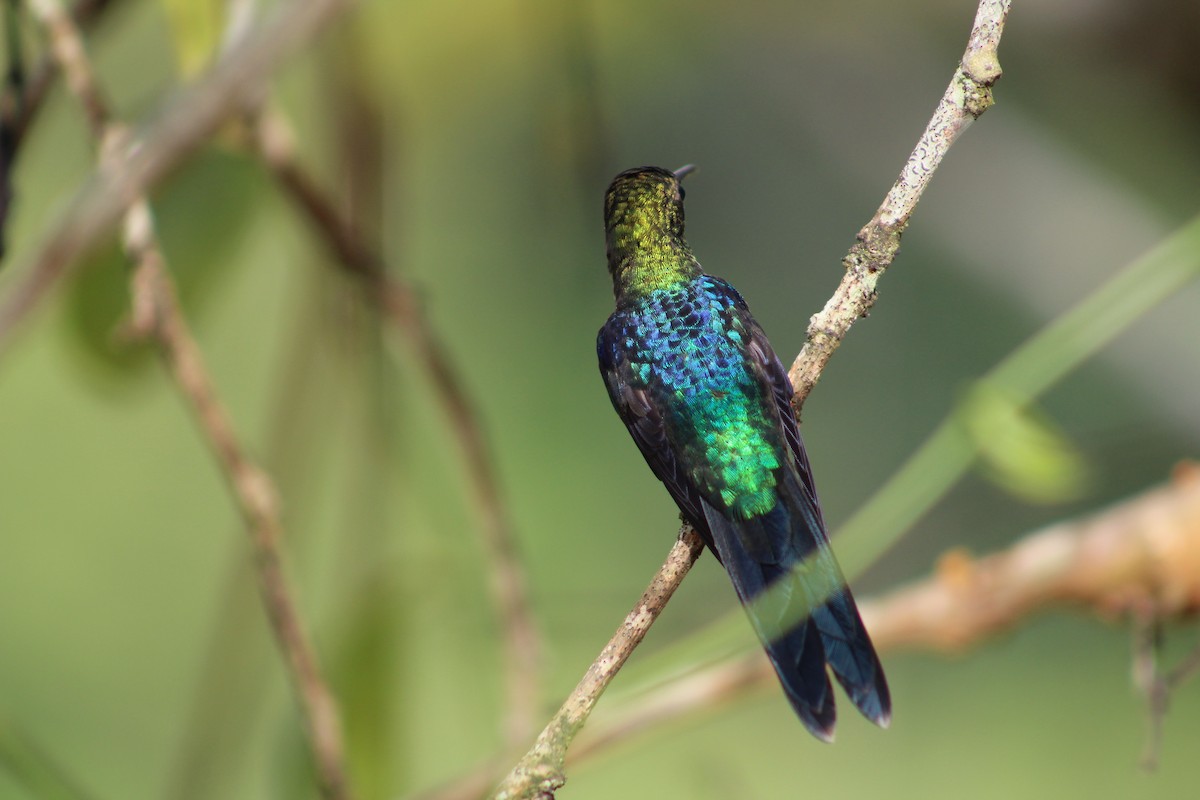 kolibřík pralesní - ML54300171