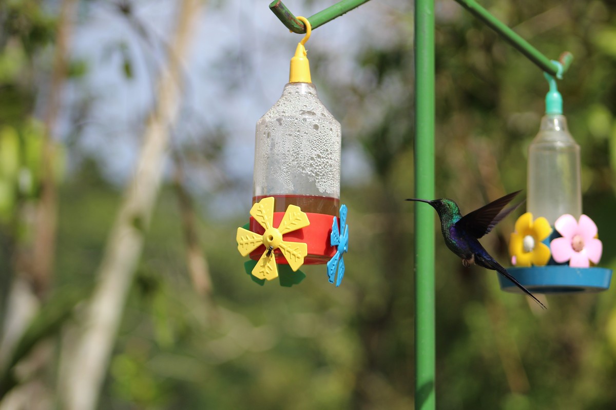 kolibřík pralesní - ML54300351