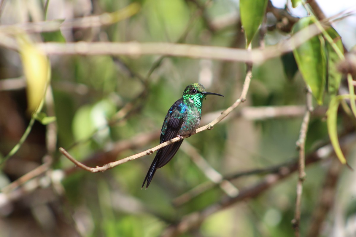 kolibřík pralesní - ML54300401