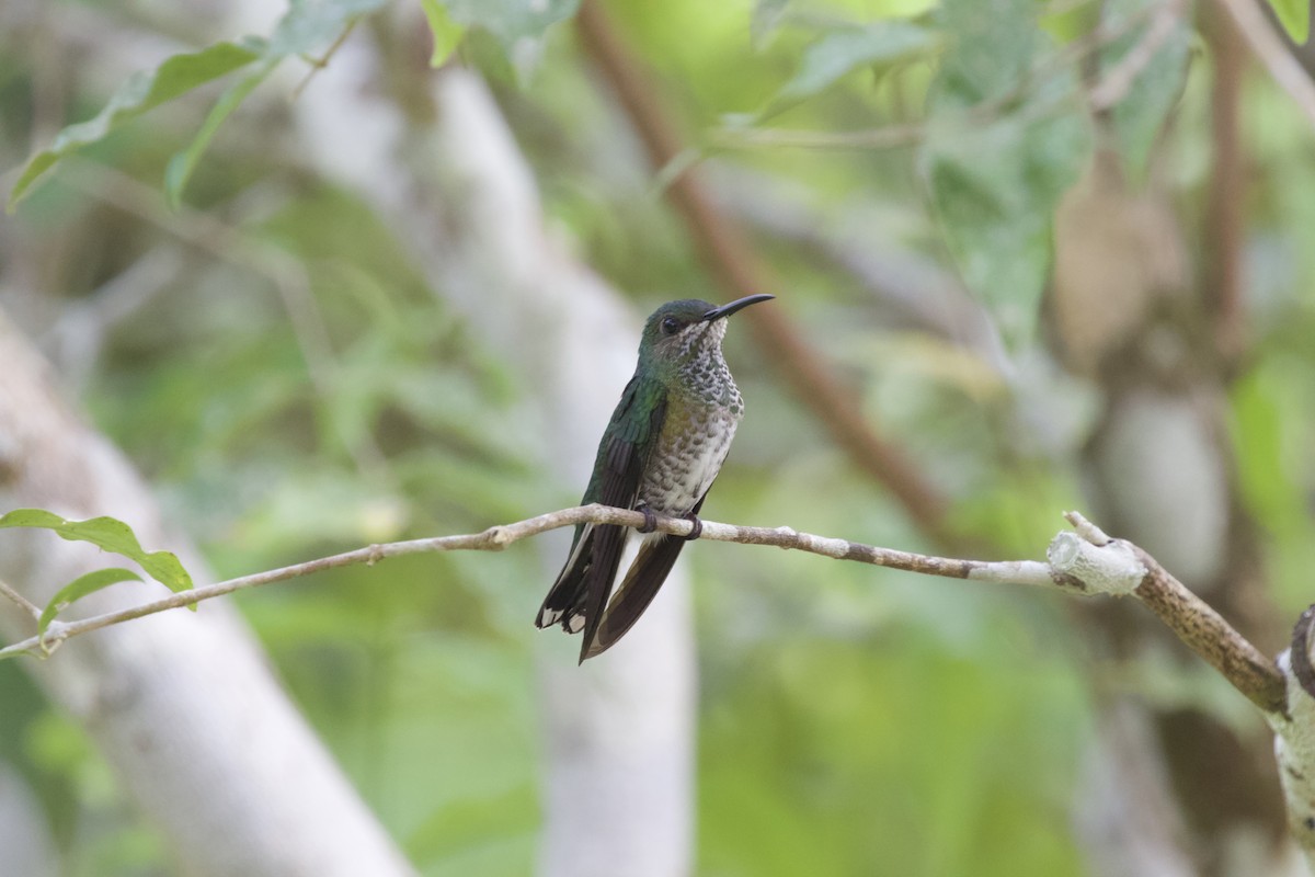 Scaly-breasted Hummingbird - ML543004201
