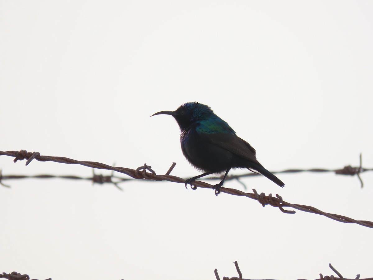 Palestine Sunbird (Palestine) - ML543005241