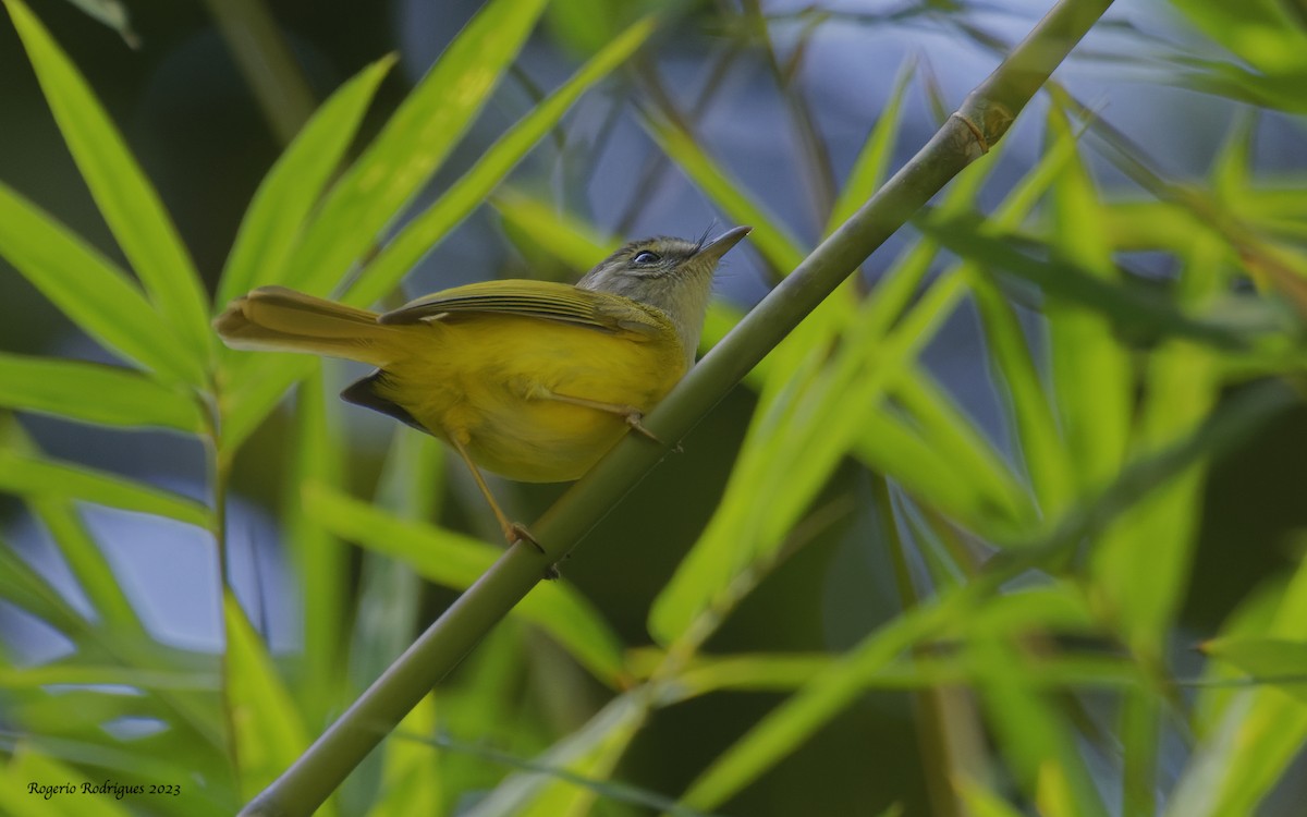 Yellow-bellied Warbler - Rogério Rodrigues