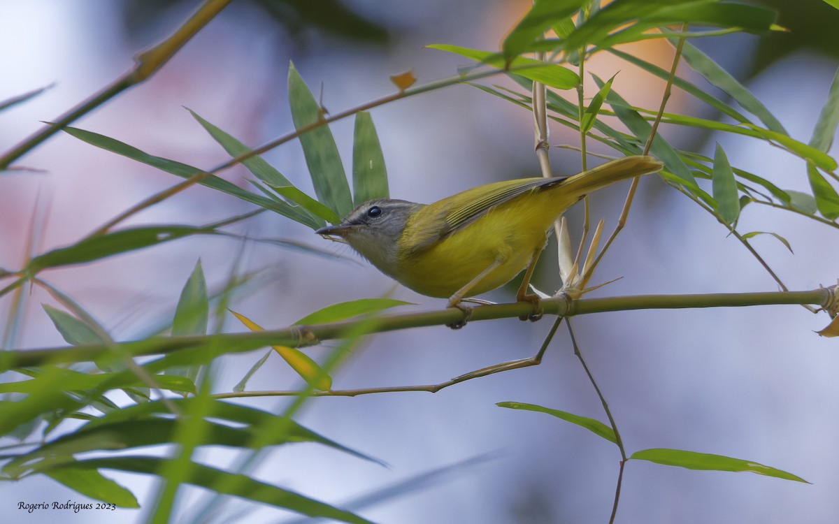 Yellow-bellied Warbler - ML543007521