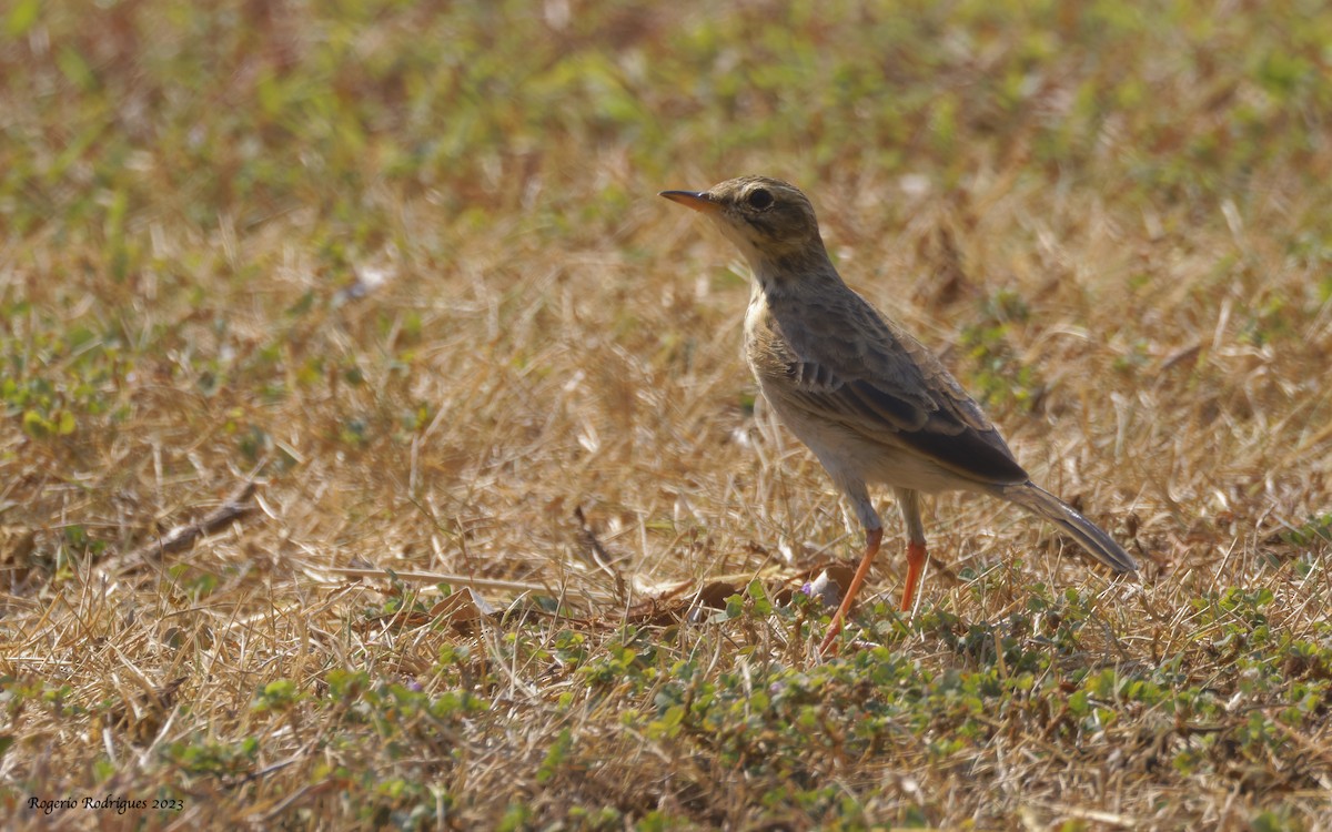 Paddyfield Pipit - Rogério Rodrigues