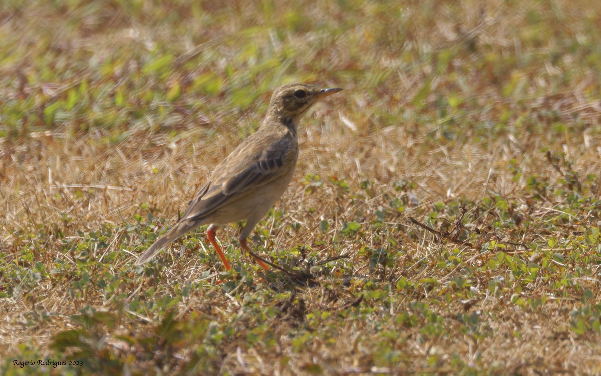 Paddyfield Pipit - Rogério Rodrigues