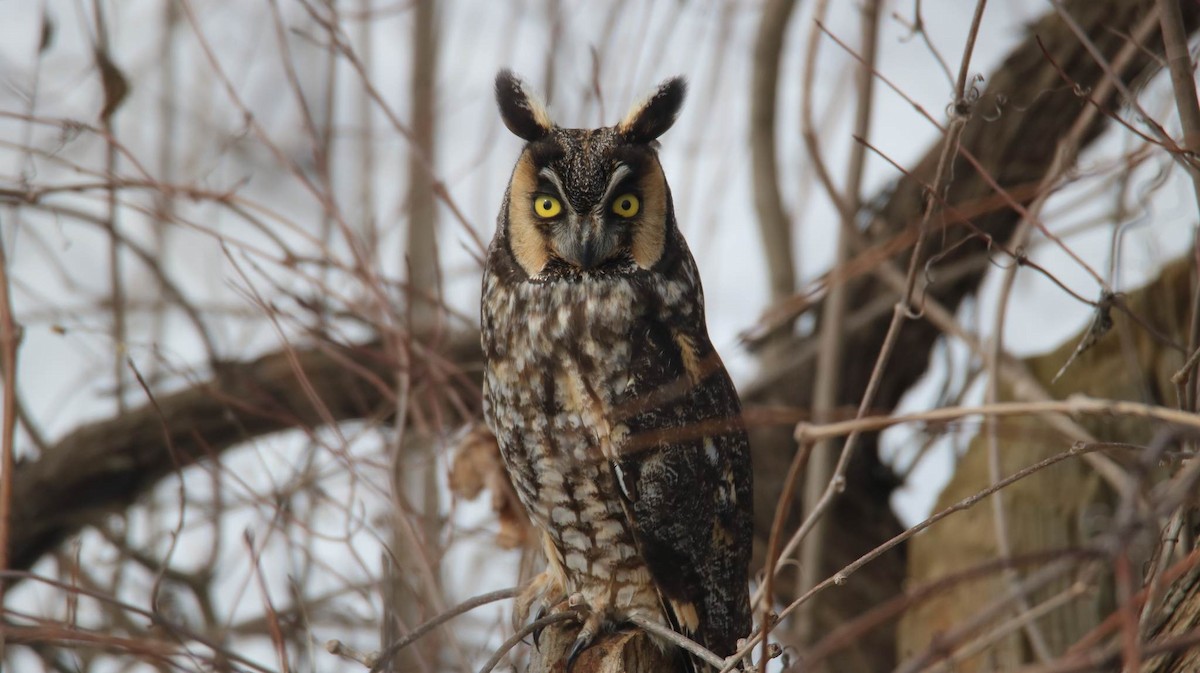 Long-eared Owl - ML543008541
