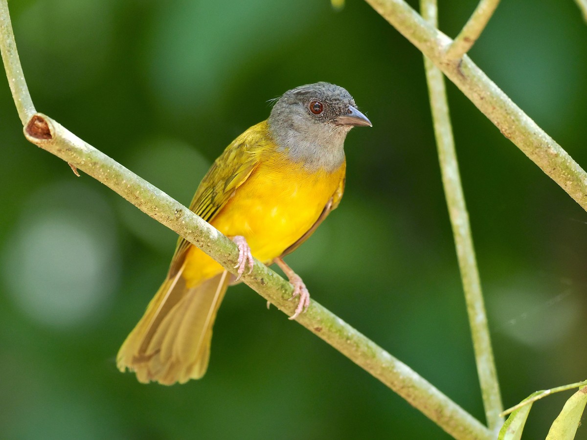 Gray-headed Tanager - Gabriel Willow