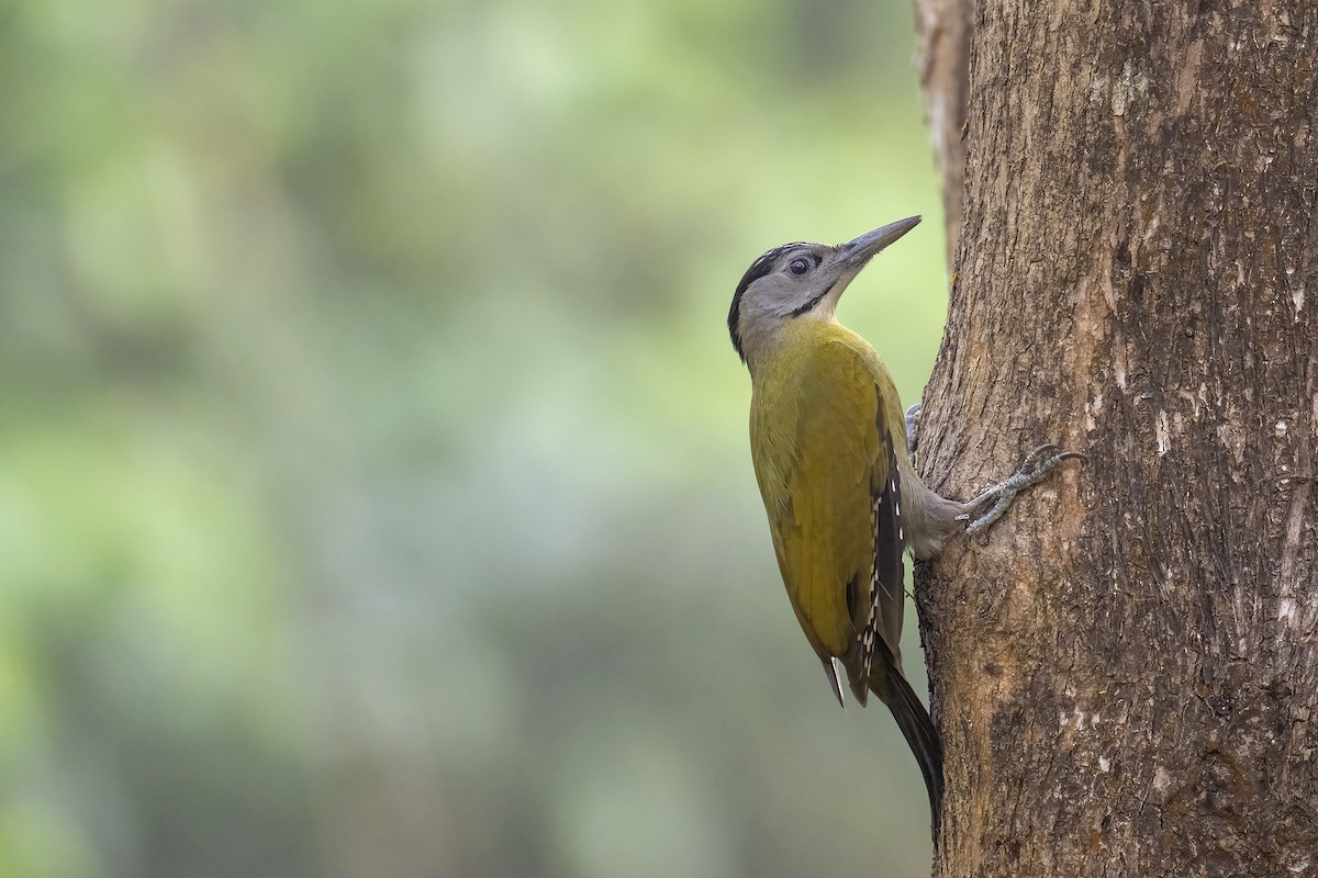 Gray-headed Woodpecker - Parthasarathi Chakrabarti