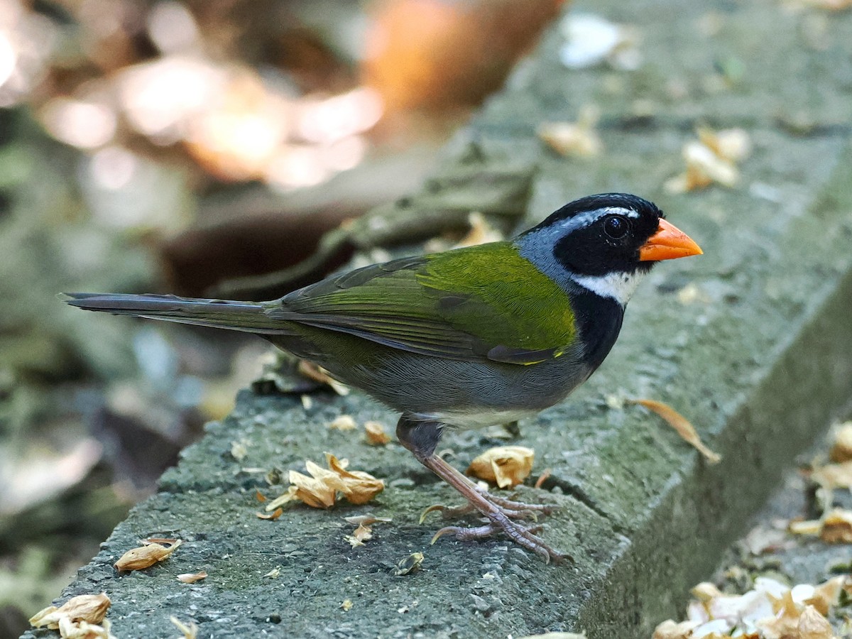 Orange-billed Sparrow - ML543010131