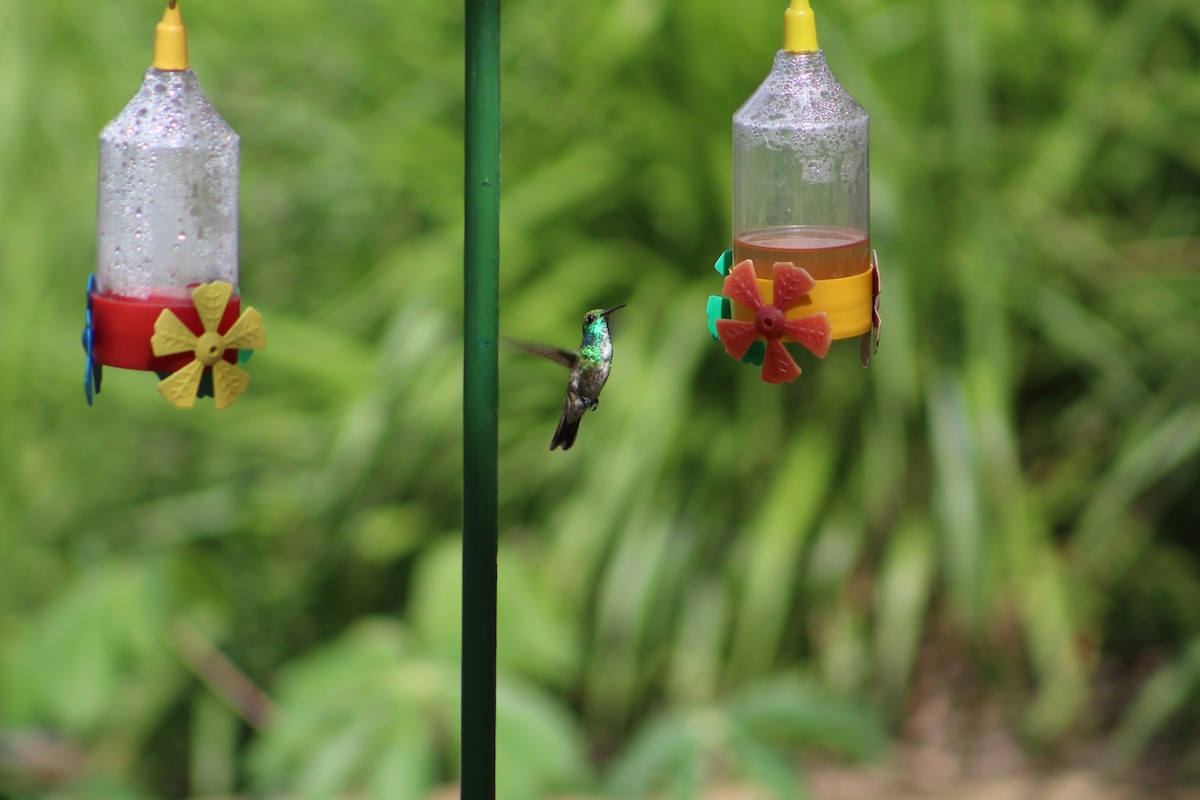 kolibřík pestrý - ML54301161